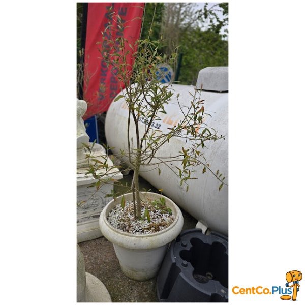 Grote witte bloempot