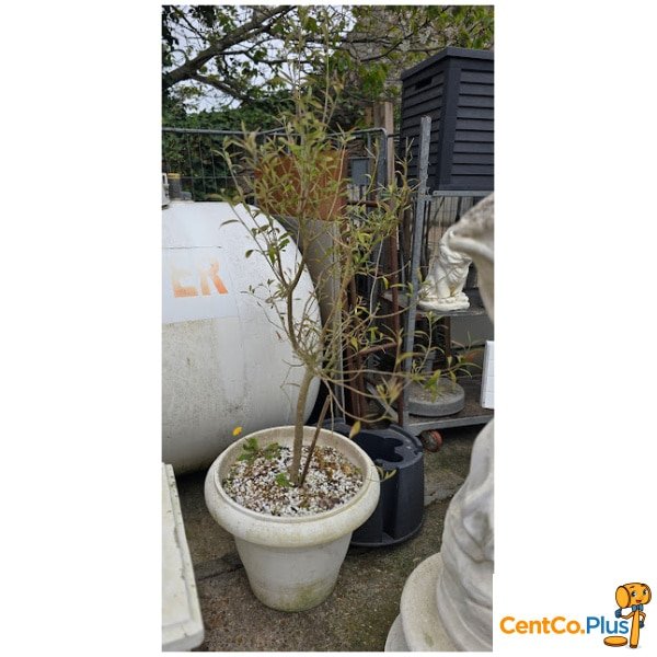Grote witte bloempot