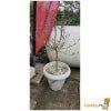 Grote witte bloempot