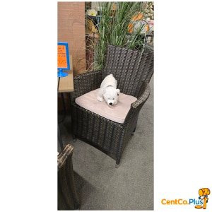 tuinstoelen met kussens